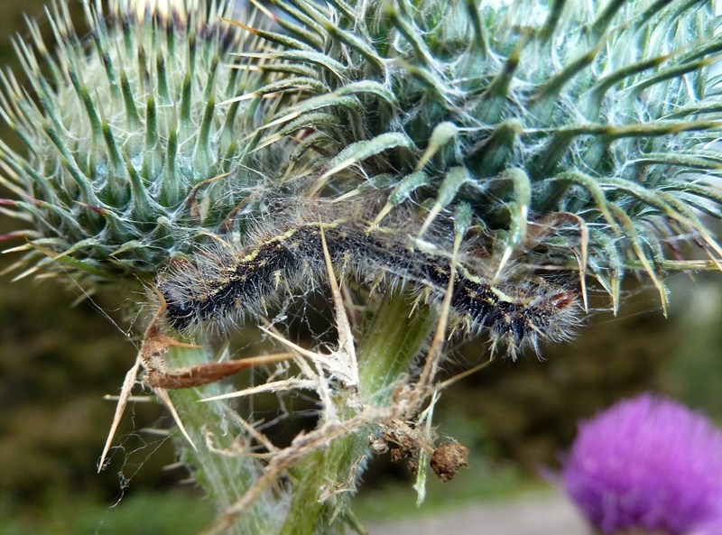 Dal bruco all''adulto: Vanessa cardui